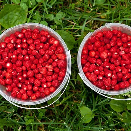 Gasthof Adami Country