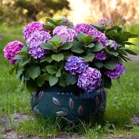 Adami Country Gasthof Vainupea