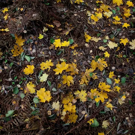 Adami Country Vainupea