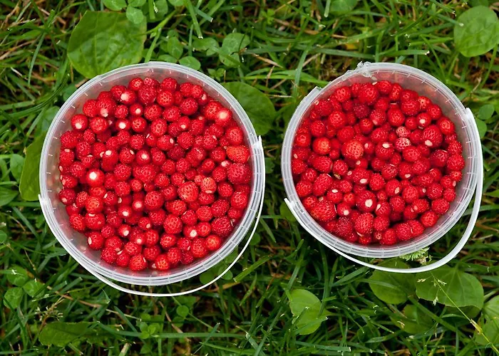 Guest house Adami Country