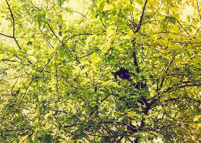 Guest house Adami Country Vainupea