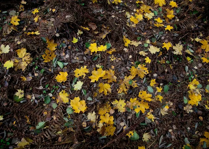 Adami Country Vainupea